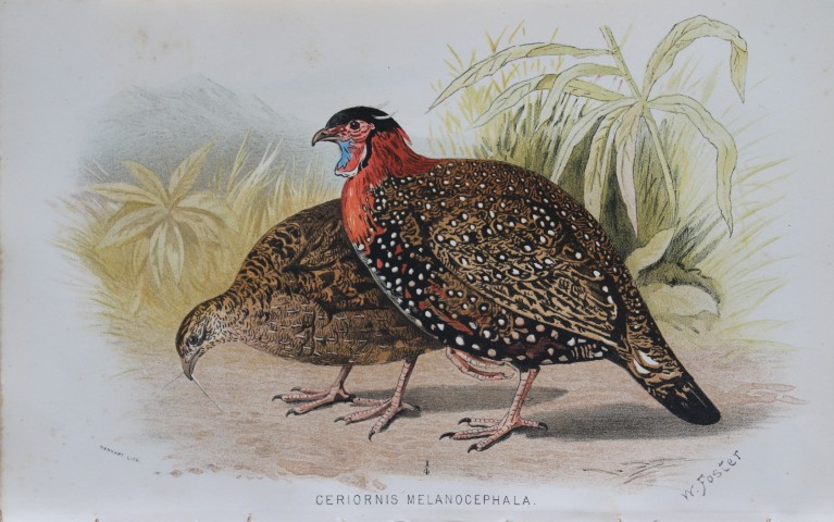 W Foster - Western Tragopan from Game Birds of India, Burmah and Ceylon 1879