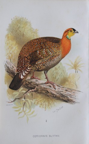 W Foster  - Grey-bellied Tragopan from Game Birds of India, Burmah and Ceylon 1879