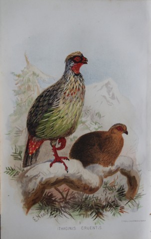 E Neale - Blood Pheasant from Game Birds of India, Burmah and Ceylon 1879