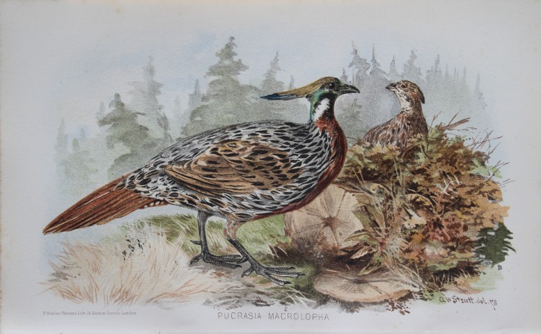 AW Strutt - Koklass from Game Birds of India, Burmah and Ceylon 1879