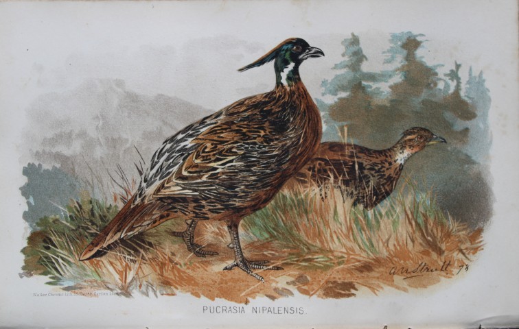 AW Strutt - Nepal Koklass from Game Birds of India, Burmah and Ceylon 1879