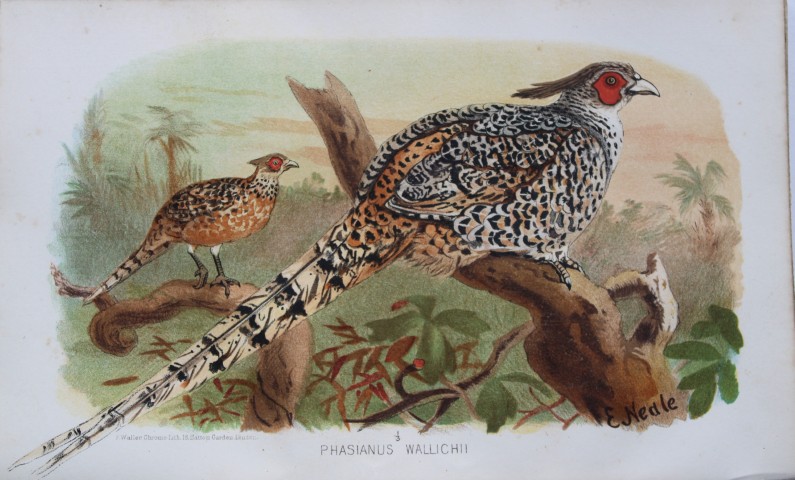 E Neale - Cheer from Game Birds of India, Burmah and Ceylon 1879