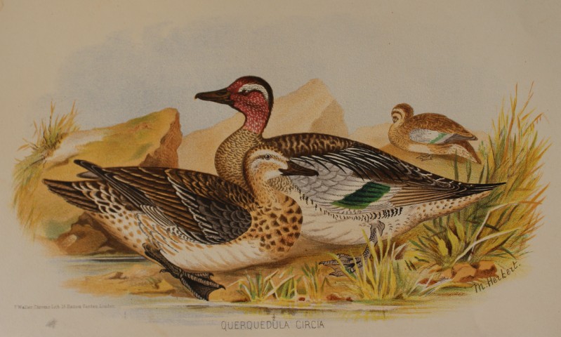 M Herbert - Garganey from Indian Game Birds 1879