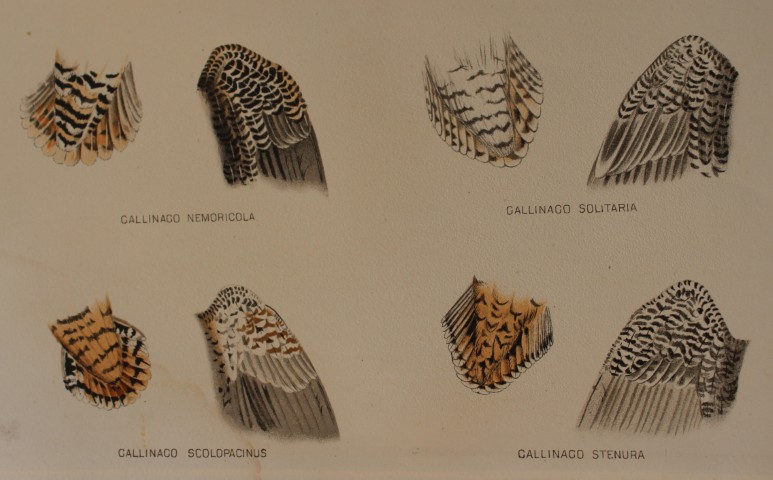 Tail and Wing feathers from Indian Game Birds 1879