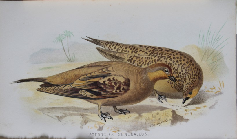 S Wilson - Spotted Sand Grouse from Game Birds of India, Burmah and Ceylon 1879
