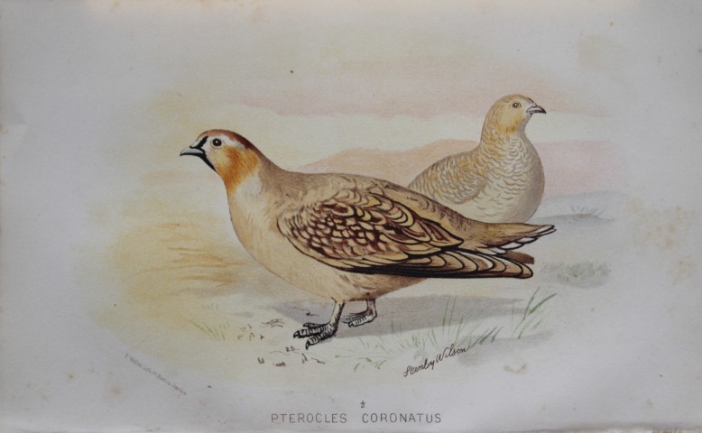 S Wilson - Coronetted Sand Grouse from Game Birds of India, Burmah and Ceylon 1879