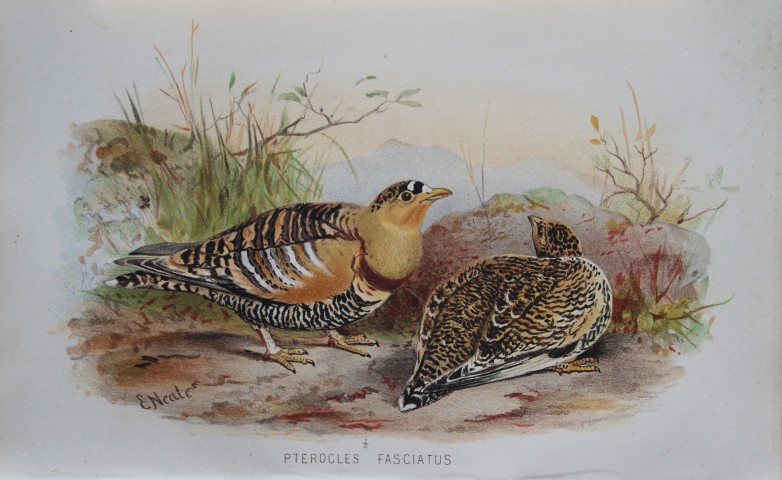 E Neale - Painted Sand Grouse from Game Birds of India, Burmah and Ceylon 1879
