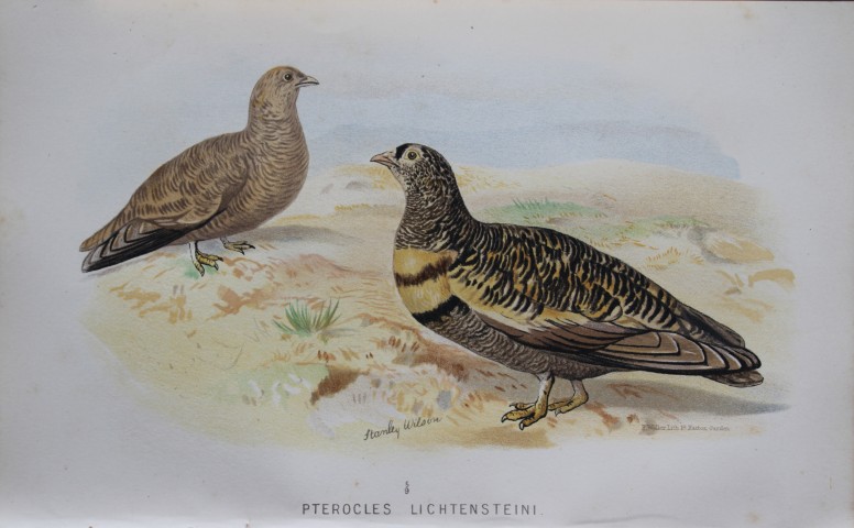 S Wilson - Close-barred Sand Grouse from Game Birds of India, Burmah and Ceylon 1879