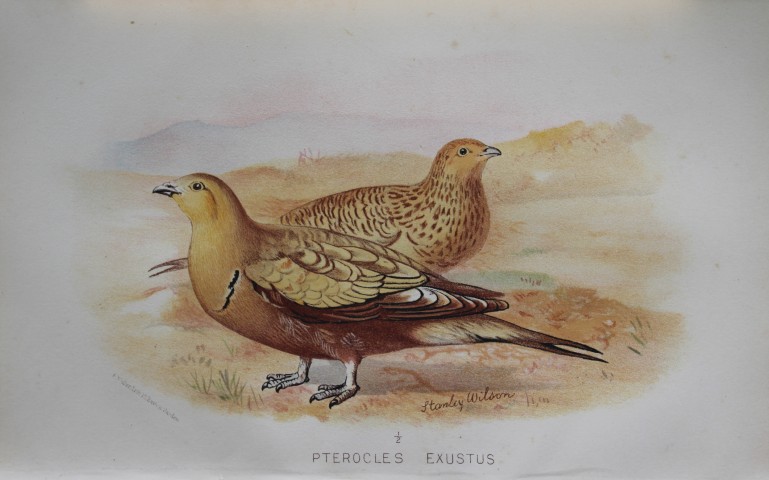 S Wilson - Common  Sand Grouse from Game Birds of India, Burmah and Ceylon 1879