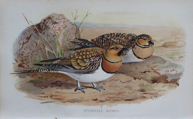 E Neale -  Pintailed Sand Grouse from Game Birds of India, Burmah and Ceylon 1879