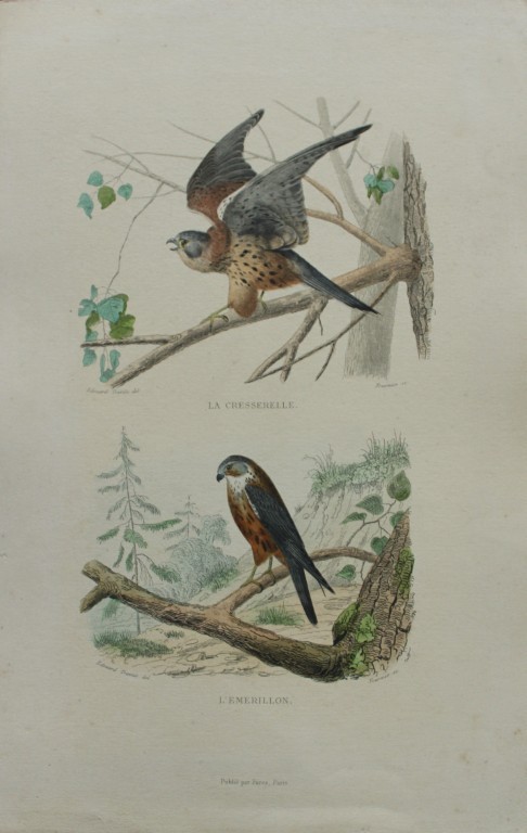 Edouard Travies - Merlin and Kestrel from Complete Works of Buffon 1839
