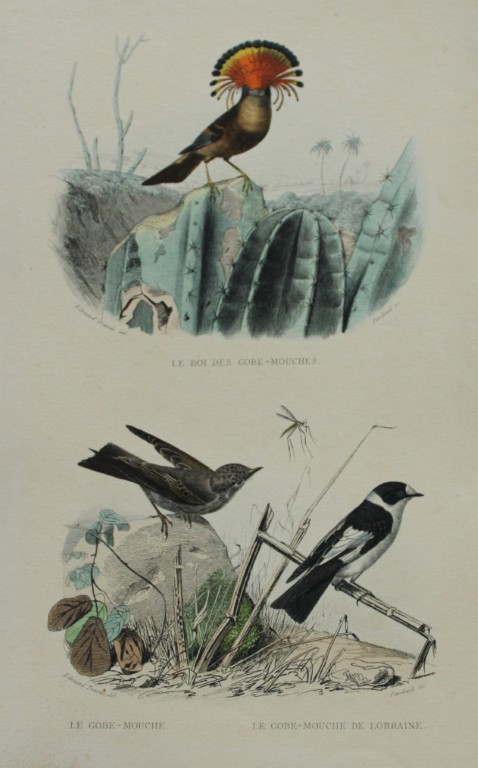 Edouard Travies - Flycatchers from Complete Works of Buffon 1839