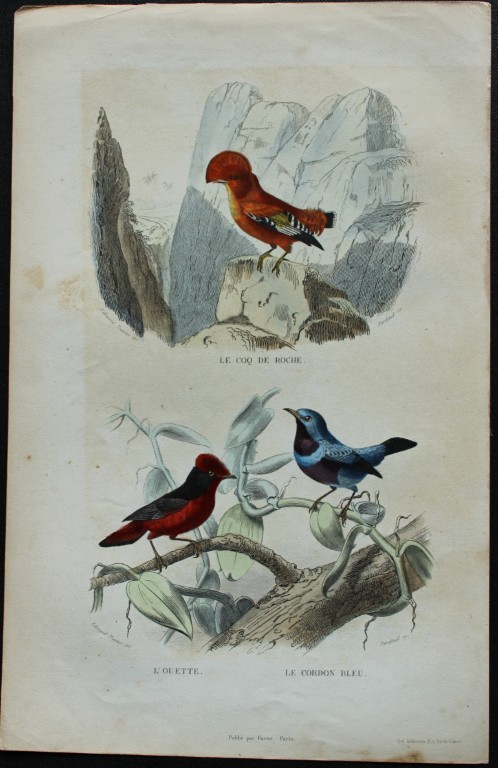 Edouard Travies - Cock of the Rock and Bluebird from Complete Works of Buffon 1839