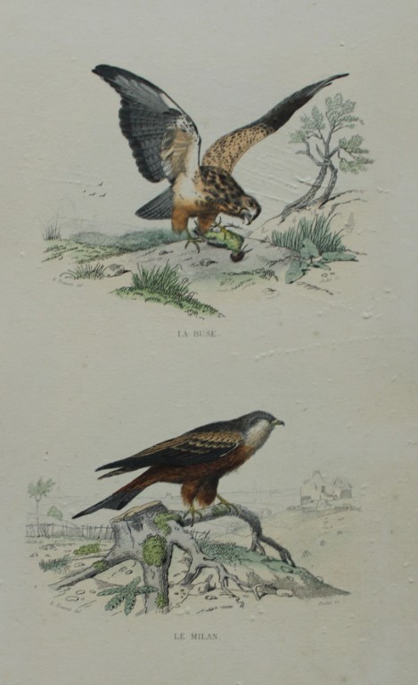 Edouard Travies - Black Kite and Buzzard from Complete Works of Buffon 1839
