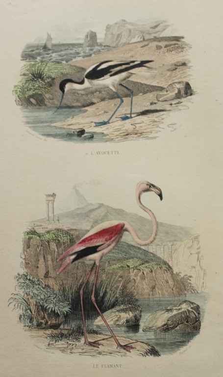 Edouard Travies - Avocet and Flamingo from Complete Works of Buffon 1839