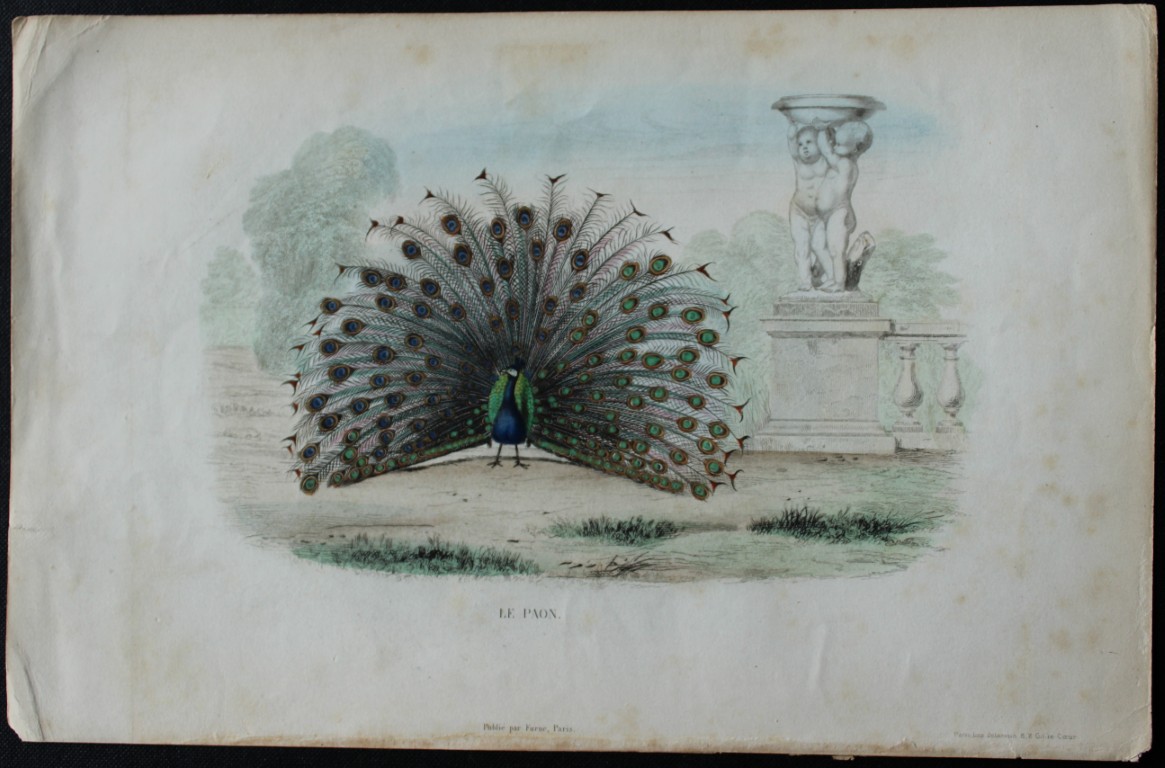 Edouard Travies - Peacock from Complete Works of Buffon 1839