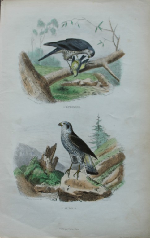 Edouard Travies - Sparrowhawk and Goshawk from Complete Works of Buffon 1839