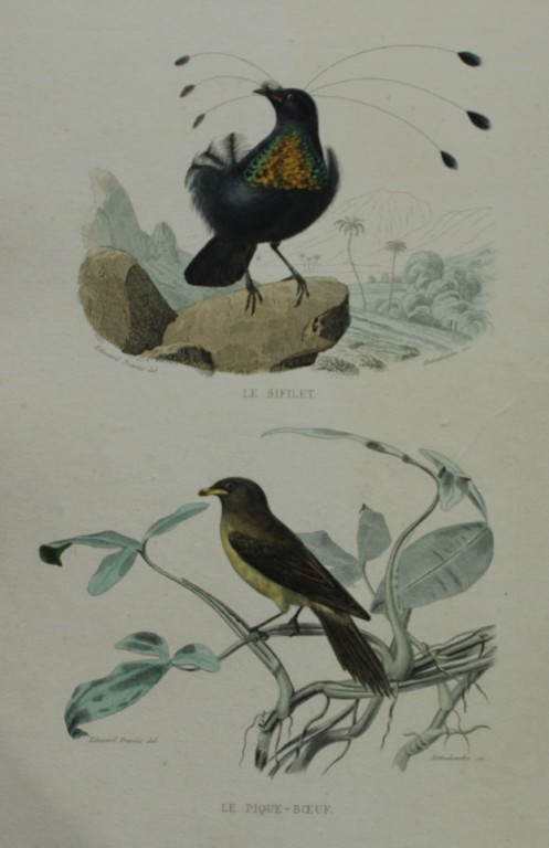Edouard Travies - Parotia and Oxpecker from Complete Works of Buffon 1839