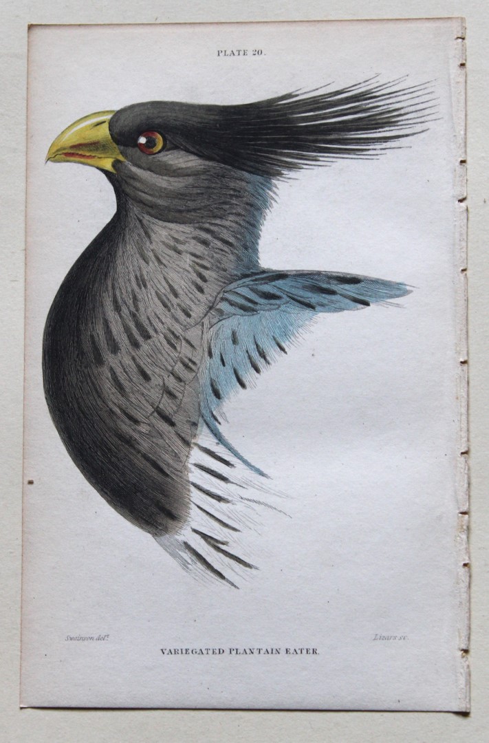 William Swainson - Variegated Plantain Eater from Jardine's Birds of Western Africa 1837