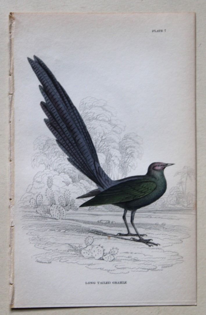 William Swainson - Long Tailed Grakle from Jardine's Birds of Western Africa 1837