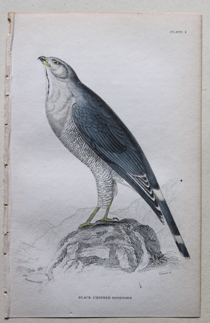 William Swainson - Black Chinned Goshawk from Jardine's Birds of Western Africa 1837