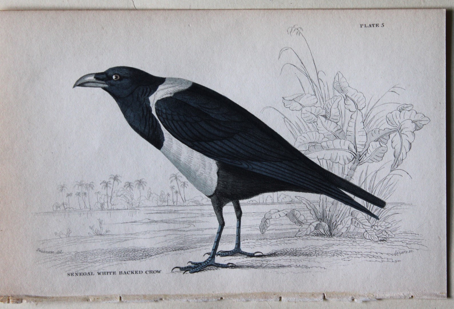 William Swainson - Senegal White Backed Crow from Jardine's Birds of Western Africa 1837