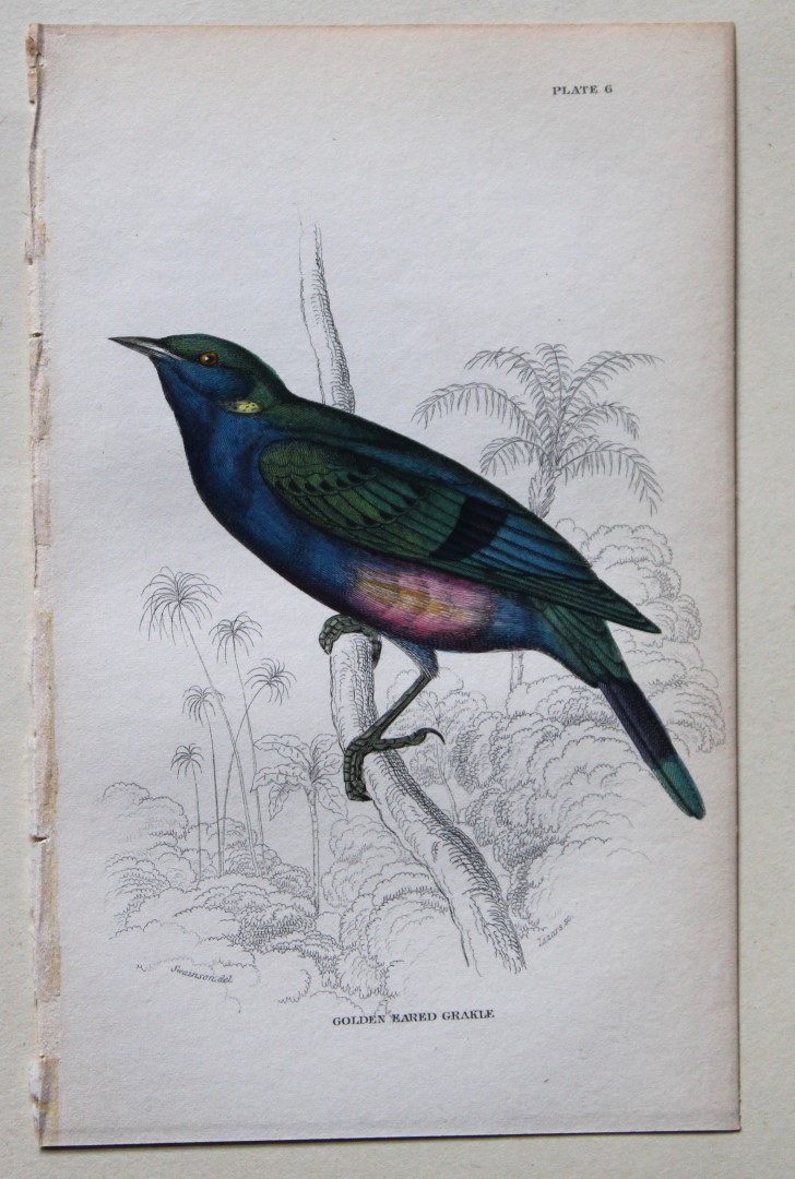 William Swainson - Golden Eared Grakle from Jardine's Birds of Western Africa 1837