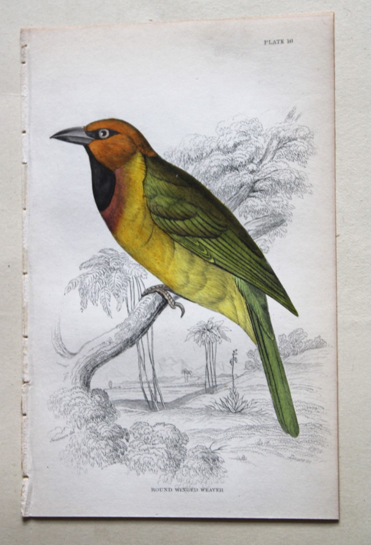 William Swainson - Round Winged Weaver from Jardine's Birds of Western Africa 1837