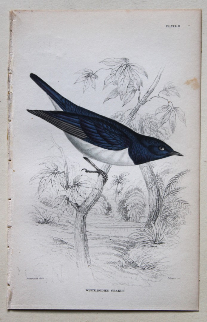 William Swainson - White Bodied Grakle from Jardine's Birds of Western Africa 1837