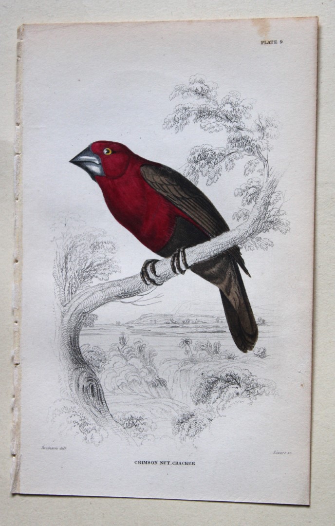 William Swainson - Crimson Nutcracker from Jardine's Birds of Western Africa 1837