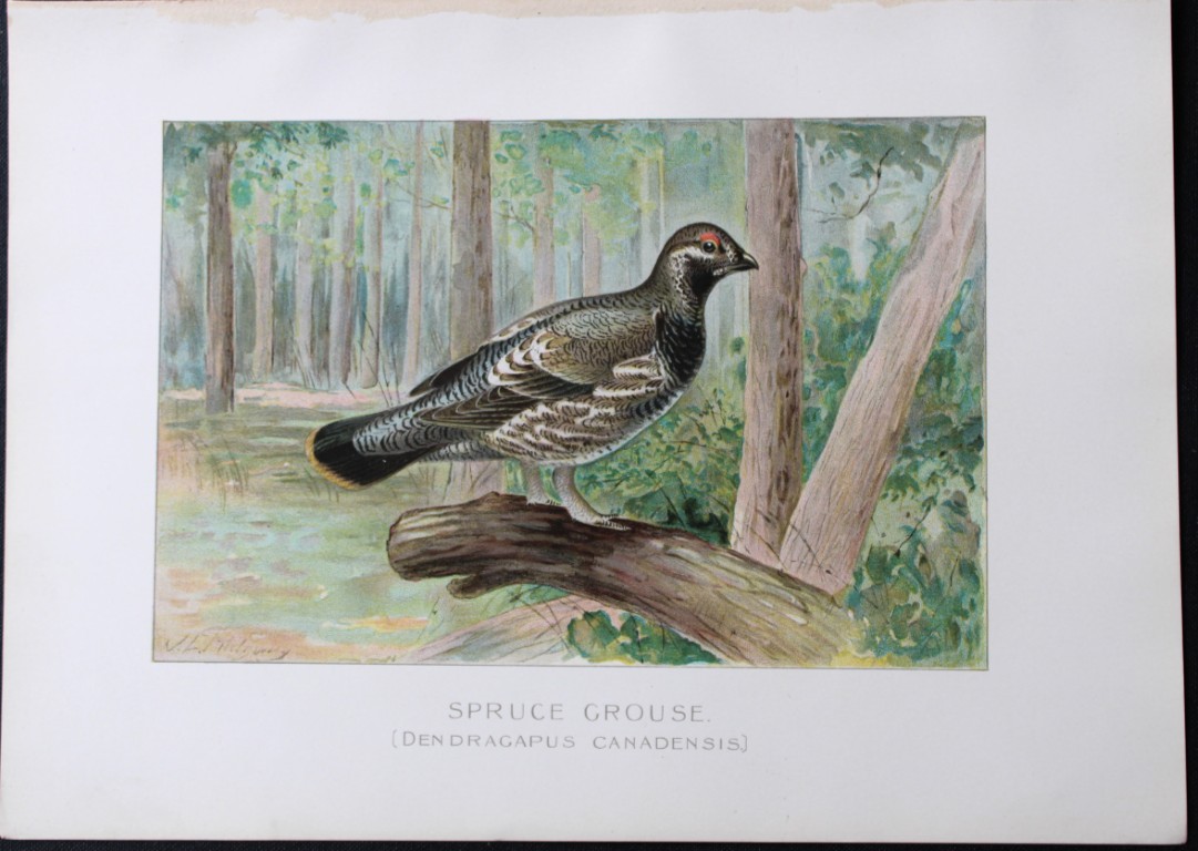 J Ridgway - Spruce Grouse from New York State Commission 1902