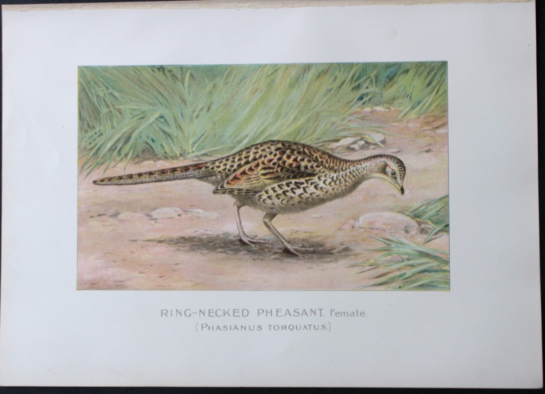 J Ridgway - Red-necked Pheasant  from New York State Commission 1902