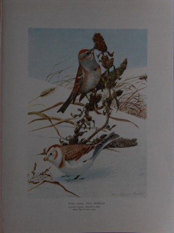 L Agassiz Fuertes - Chromolithograph of Tree Sparrow and Snowflake from Birds of New York 1903