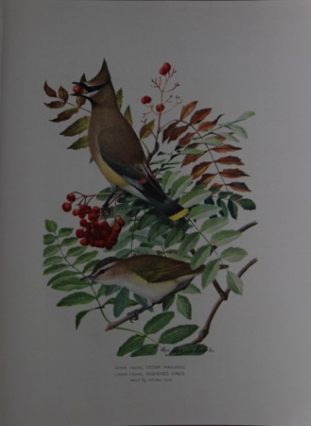 L Agassiz Fuertes - Chromolithograph of Waxwing and Vireo from Birds of New York 1903
