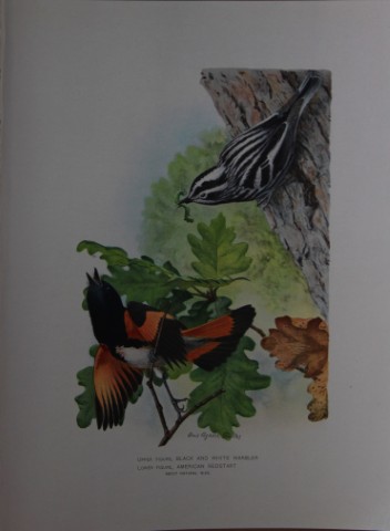 L Agassiz Fuertes - Chromolithograph of Warbler and Redstart from Birds of New York 1903