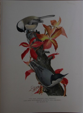 L Agassiz Fuertes - Chromolithograph of Chickadee and  Nuthatch from Birds of New York 1903