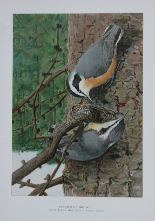 L Agassiz Fuertes - Chromolithograph of Red-breasted Nuthatch from Birds of New York 1903