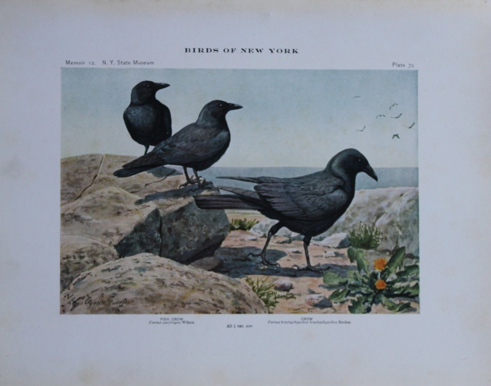 L Agassiz Fuertes - Chromolithograph of Crows from Birds of New York 1910