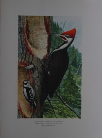 L Agassiz Fuertes - Chromolithograph of Pileated and Downy Woodpeckers from Birds of New York 1903