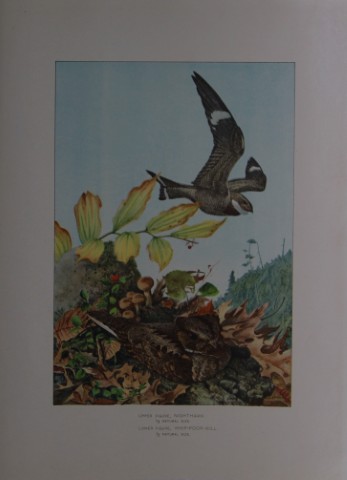 L Agassiz Fuertes - Chromolithograph of Nighthawk and Whippoorwill from Birds of New York 1903