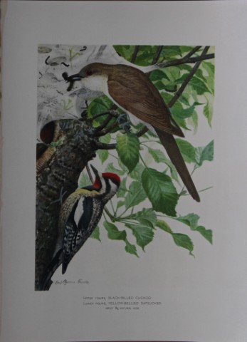L Agassiz Fuertes - Chromolithograph of Cuckoo and Sapsucker from Birds of New York 1903