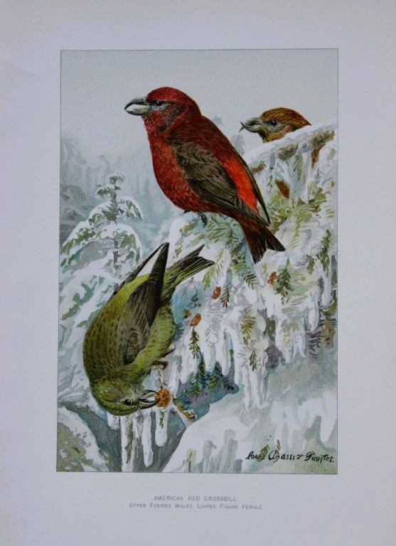 L Agassiz Fuertes - Chromolithograph of American Red Crossbill from Birds of New York 1903