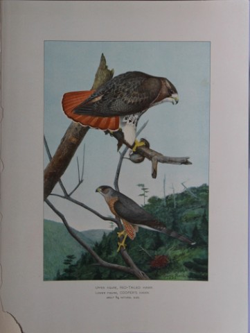 L Agassiz Fuertes - Chromolithograph of Red-tailed and Cooper's Hawks from Birds of New York 1903