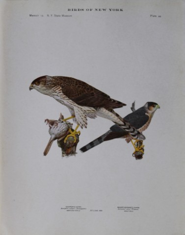 L Agassiz Fuertes - Chromolithograph of Hawks from Birds of New York 1910