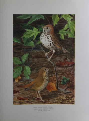 L Agassiz Fuertes - Chromolithograph of Thrushes from Birds of New York 1903