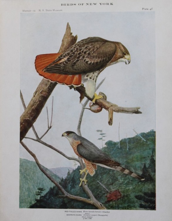 L Agassiz Fuertes - Chromolithograph of Hawks from Birds of New York 1910