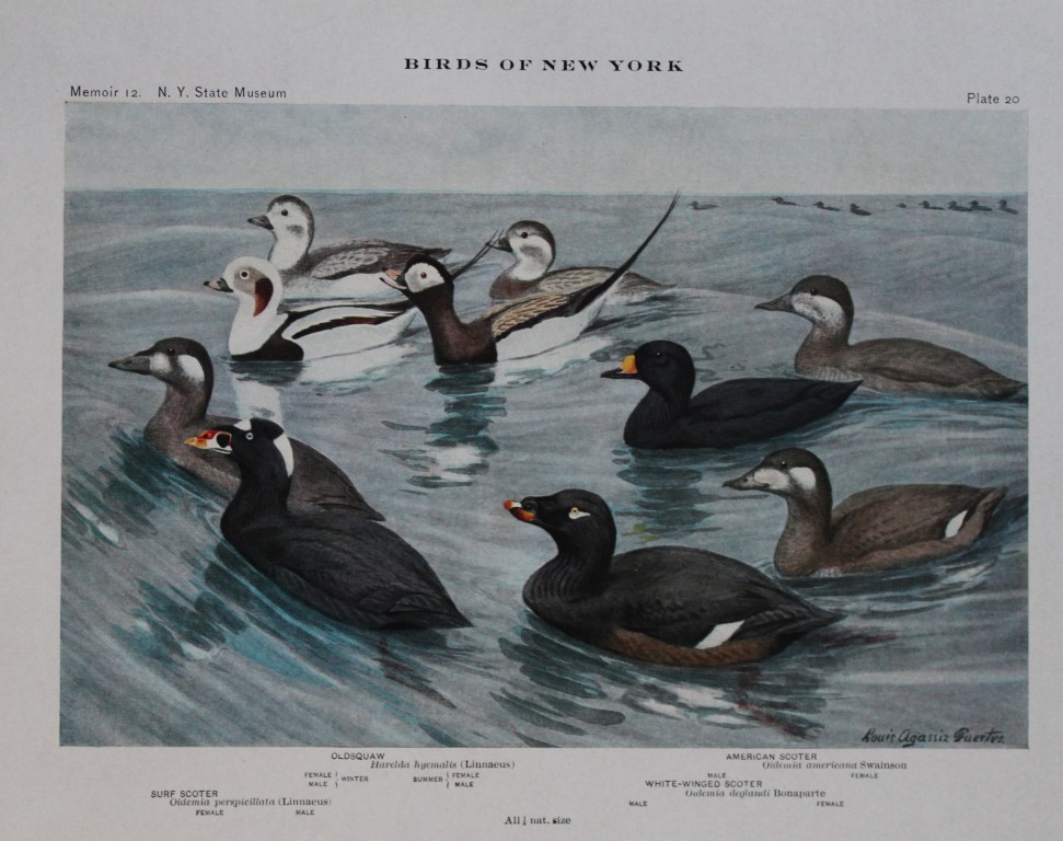 L Agassiz Fuertes - Chromolithograph of Oldsquaw and Scoters from Birds of New York 1910