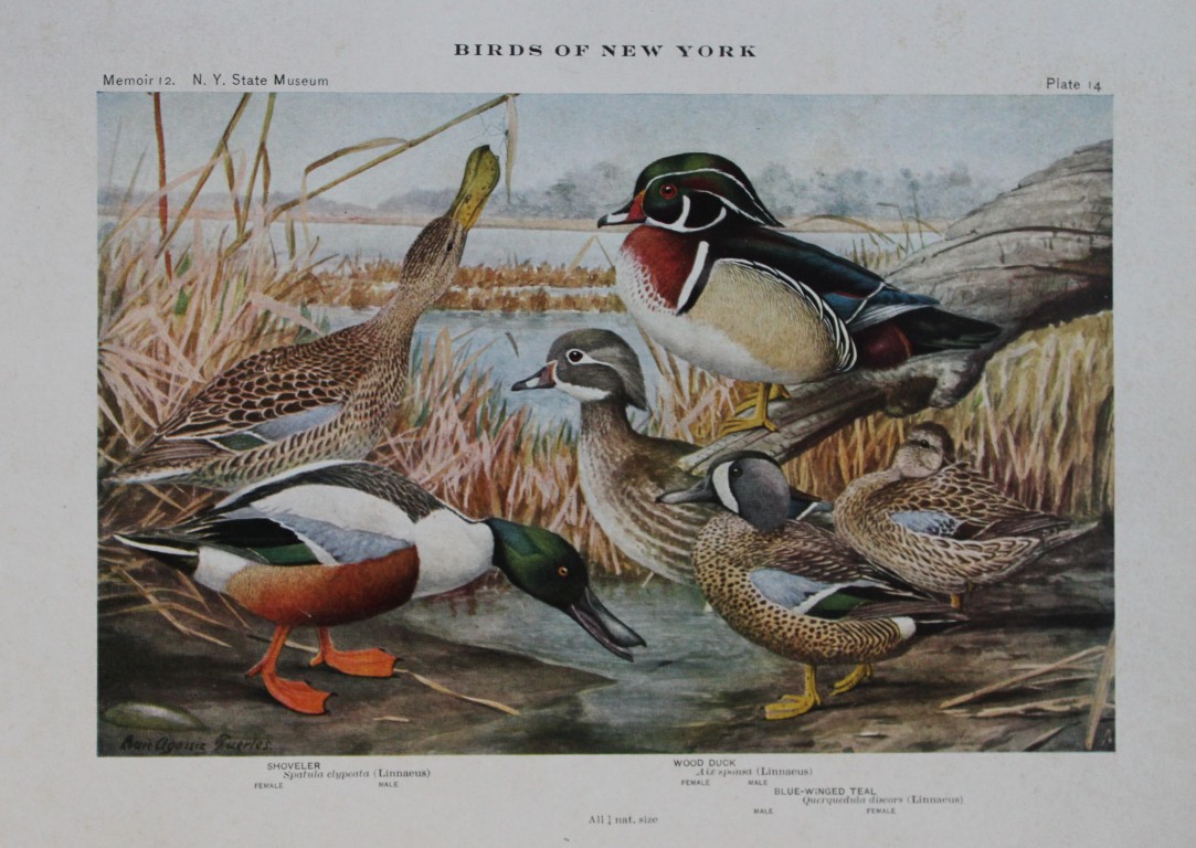 L Agassiz Fuertes - Chromolithograph of Shoveler and Wood Duck from Birds of New York 1910