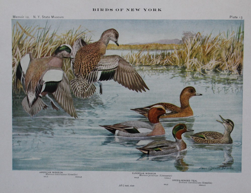 L Agassiz Fuertes - Chromolithograph of Widgeons from Birds of New York 1910