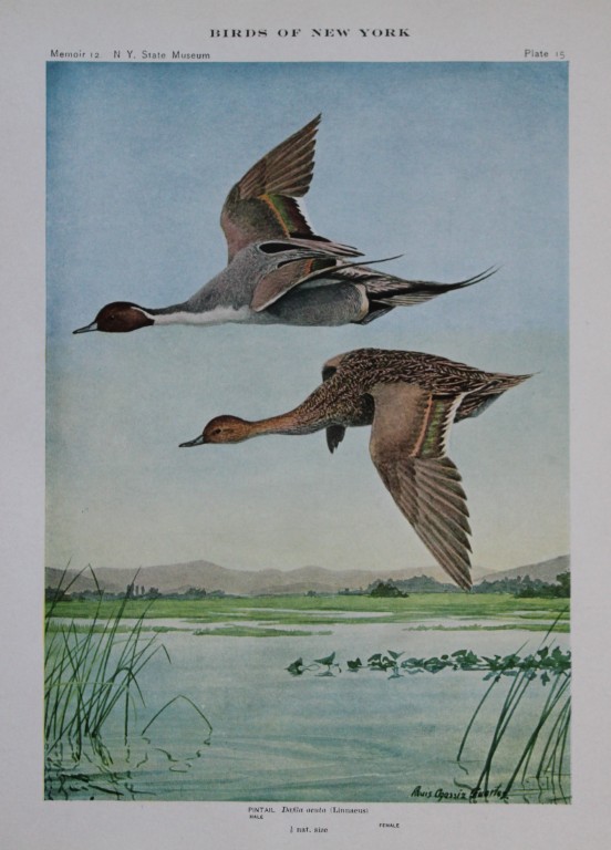 L Agassiz Fuertes - Chromolithograph of Pintail Ducks from Birds of New York 1910